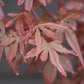 Japanese maple 'Skeeter's Broom' | Acer palmatum - Clear Stem 90cm - Height 180-220cm - 35lt