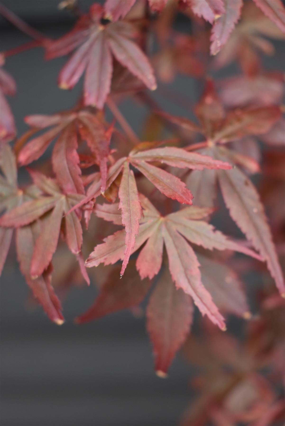 Japanese maple 'Skeeter's Broom' | Acer palmatum - Clear Stem 90cm - Height 180-220cm - 35lt