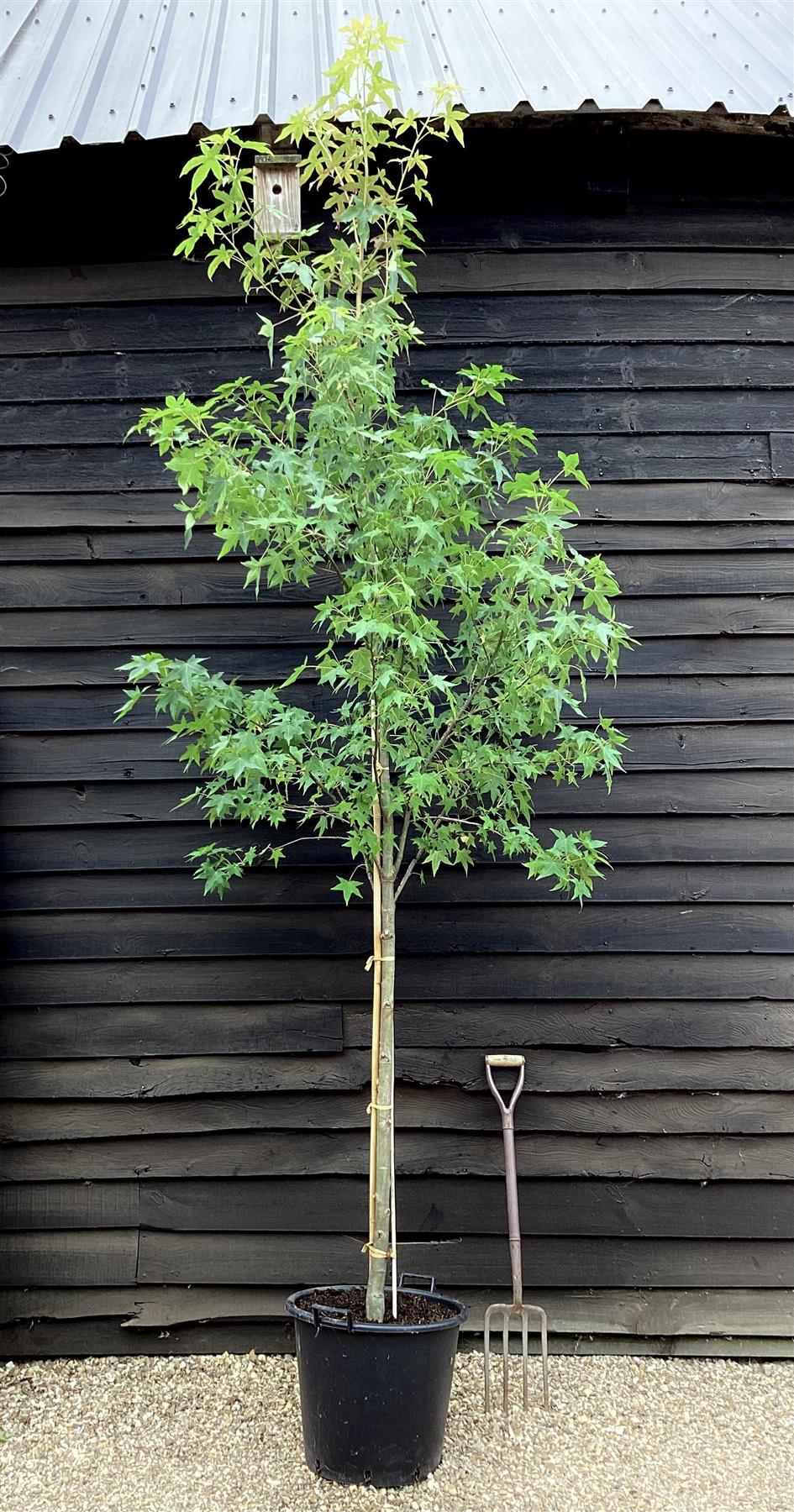 Liquidambar styraciflua | Sweet Gum Tree - Girth 08-10cm - 280-330cm - 50lt