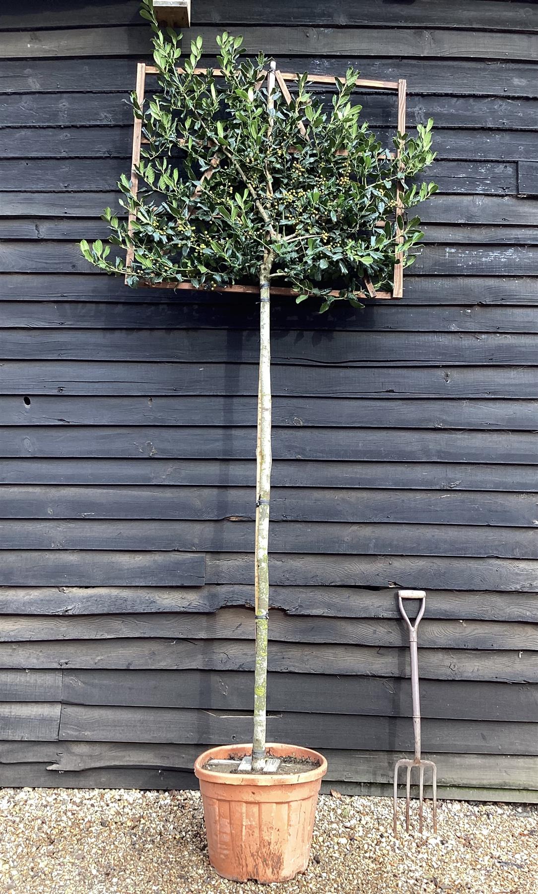 Ilex 'Nellie R. Stevens' | Holly - Clear Stem 200cm - Espalier/Pleached 120-100cm - Girth 10-12cm - 55lt