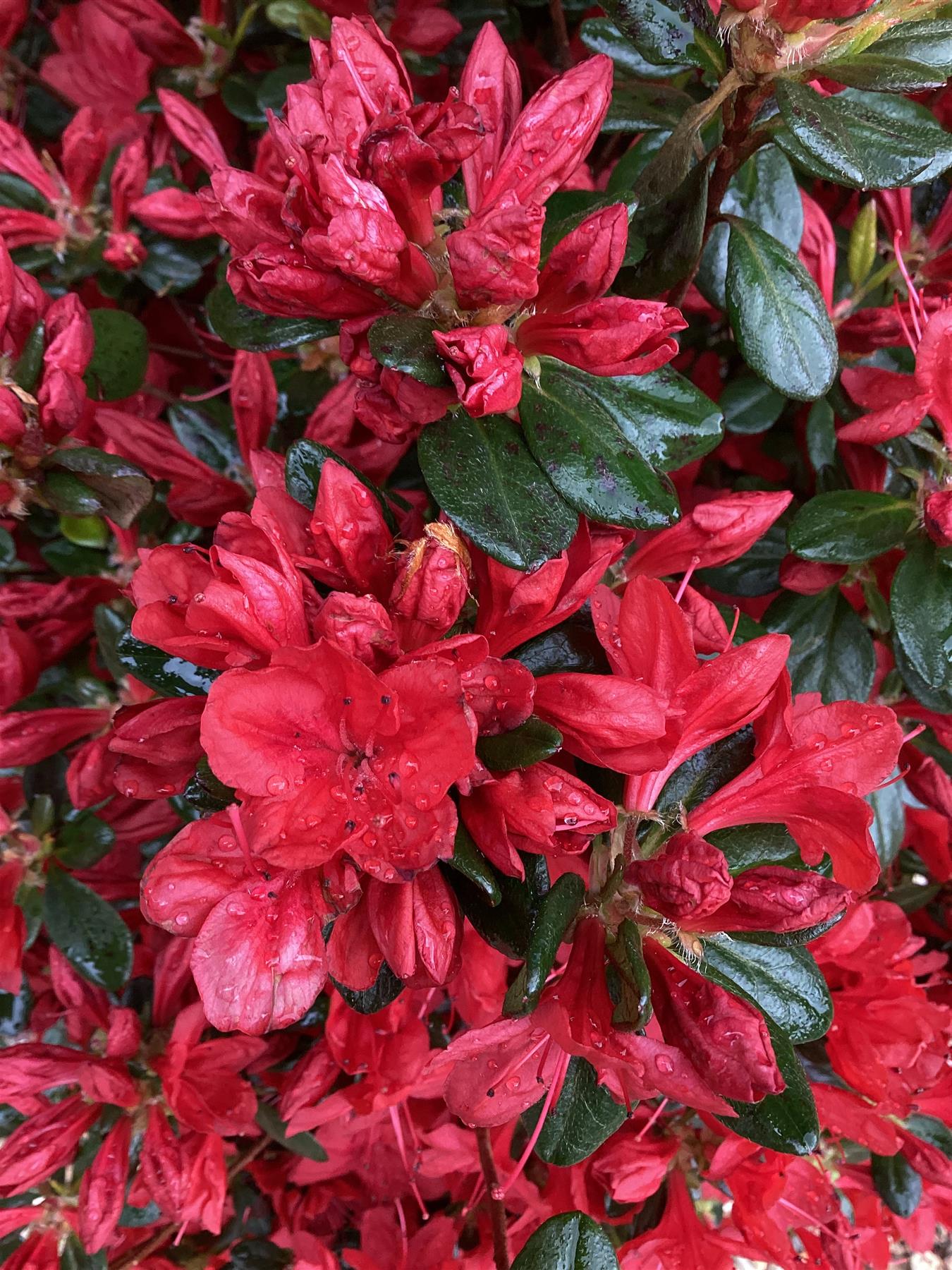 Azalea Japonica 'Japanese Red'| Rhododendron 'Japanese Red' - 70-80cm, 15lt