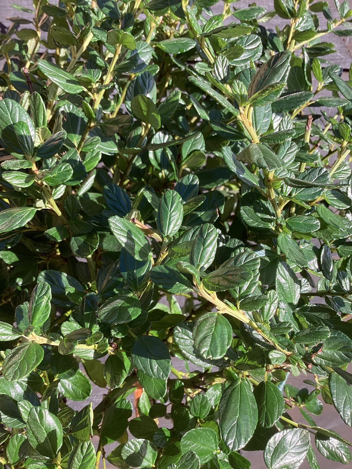 Ceanothus 'Yankee Point' | California lilac 'Victoria' - Stem - 140-150cm, 12lt