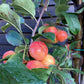 Malus Red Sentinel | Crab Apple - Girth 8-10cm - Height 310-330cm - 75lt