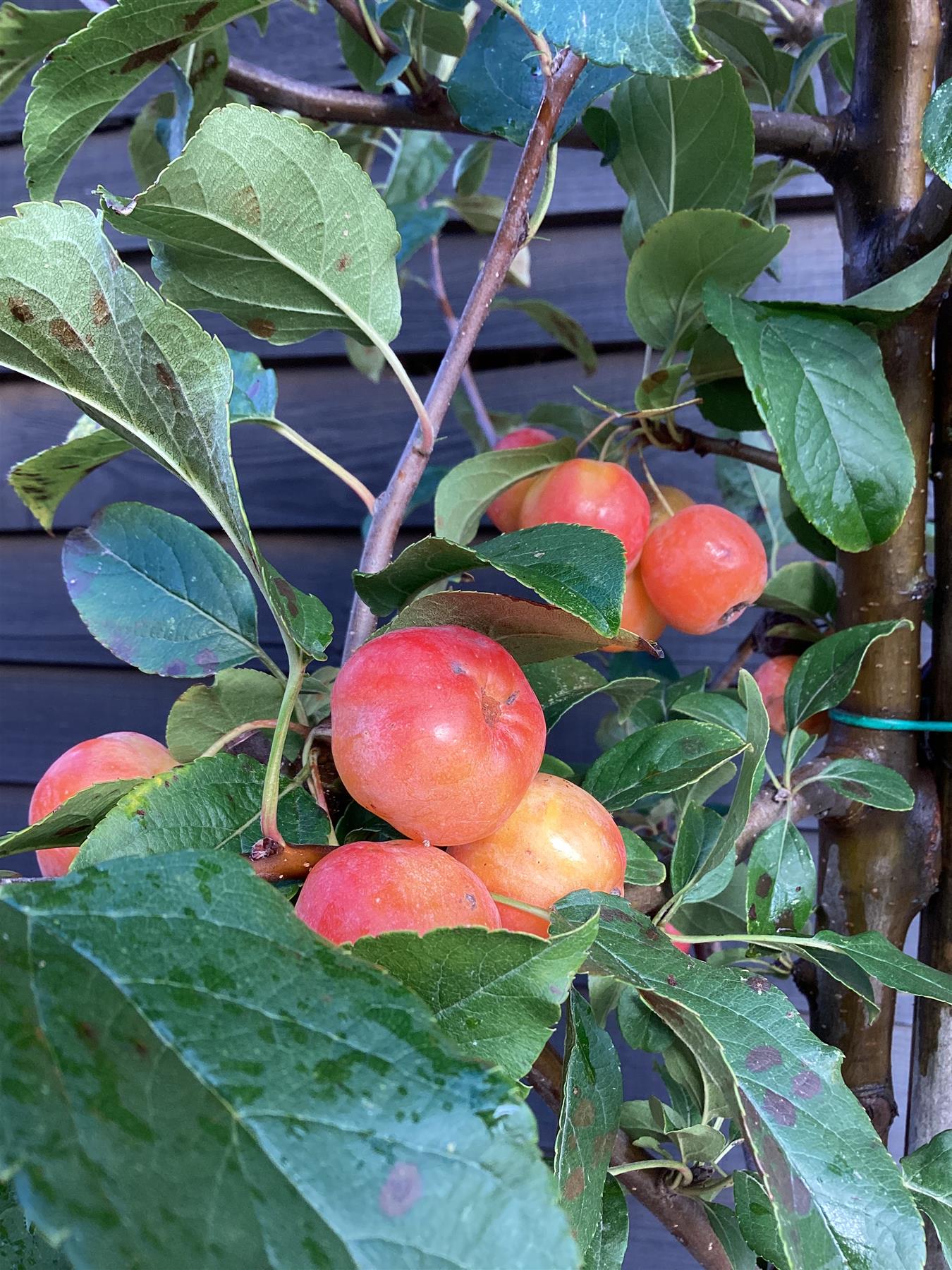 Malus Red Sentinel | Crab Apple - Girth 8-10cm - Height 310-330cm - 75lt