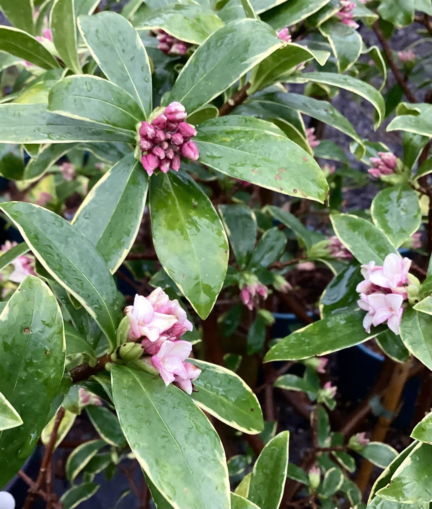 Daphne odora 'Perfume Princess' - 18lt