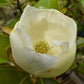 Magnolia Grandiflora 'Ferruginea' | Evergreen magnolia 'Ferruginea' - 200-220cm, 45lt