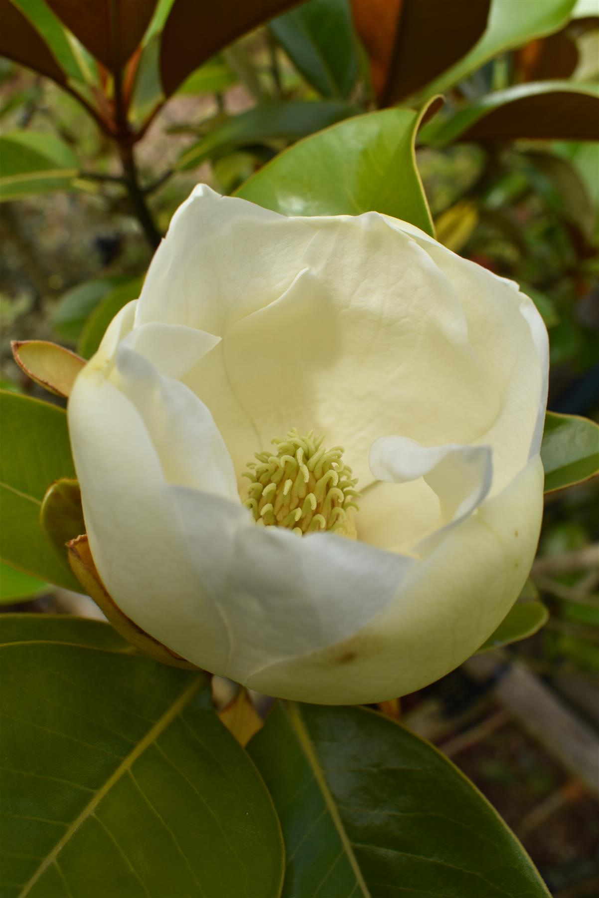 Magnolia Grandiflora 'Ferruginea' | Evergreen magnolia 'Ferruginea' - 200-220cm, 45lt