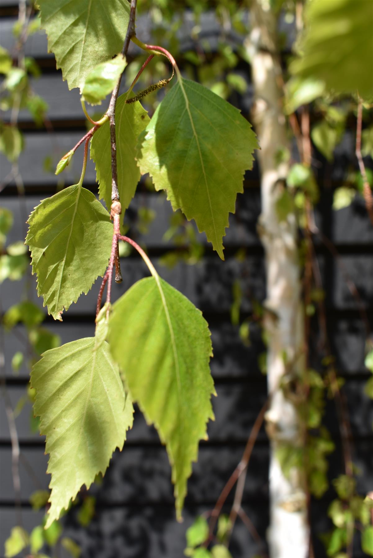 Betula pendula Youngii | Young’s Weeping Birch - 210-240cm, 45lt