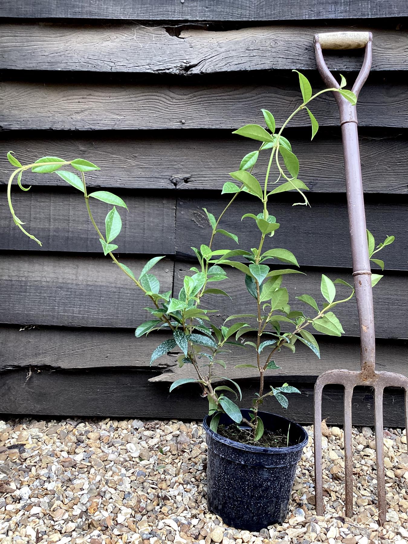 Trachelospermum jasminoides - Cane- 90-100cm, 2lt