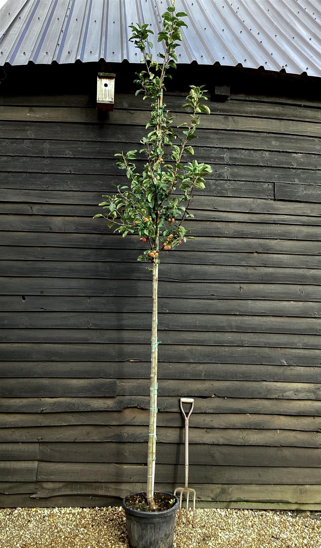 Malus Red Sentinel | Crab Apple - Girth 6-8cm - Height 325-390cm - 35lt