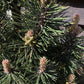 Pinus nigra 'Komet' - 100-120cm - 18lt