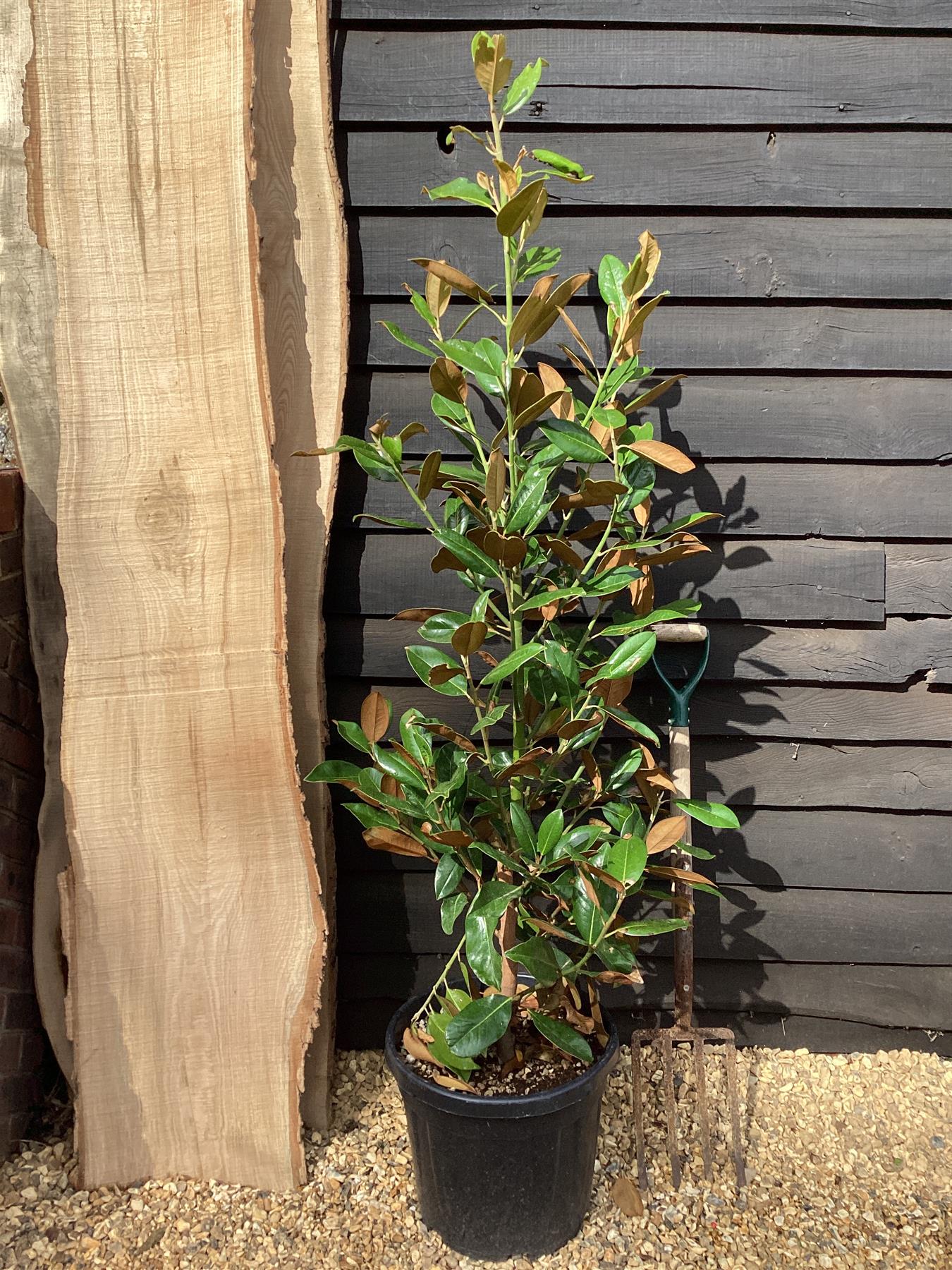 Magnolia Grandiflora 'Ferruginea' | Southern Magnolia - 175cm, 30lt