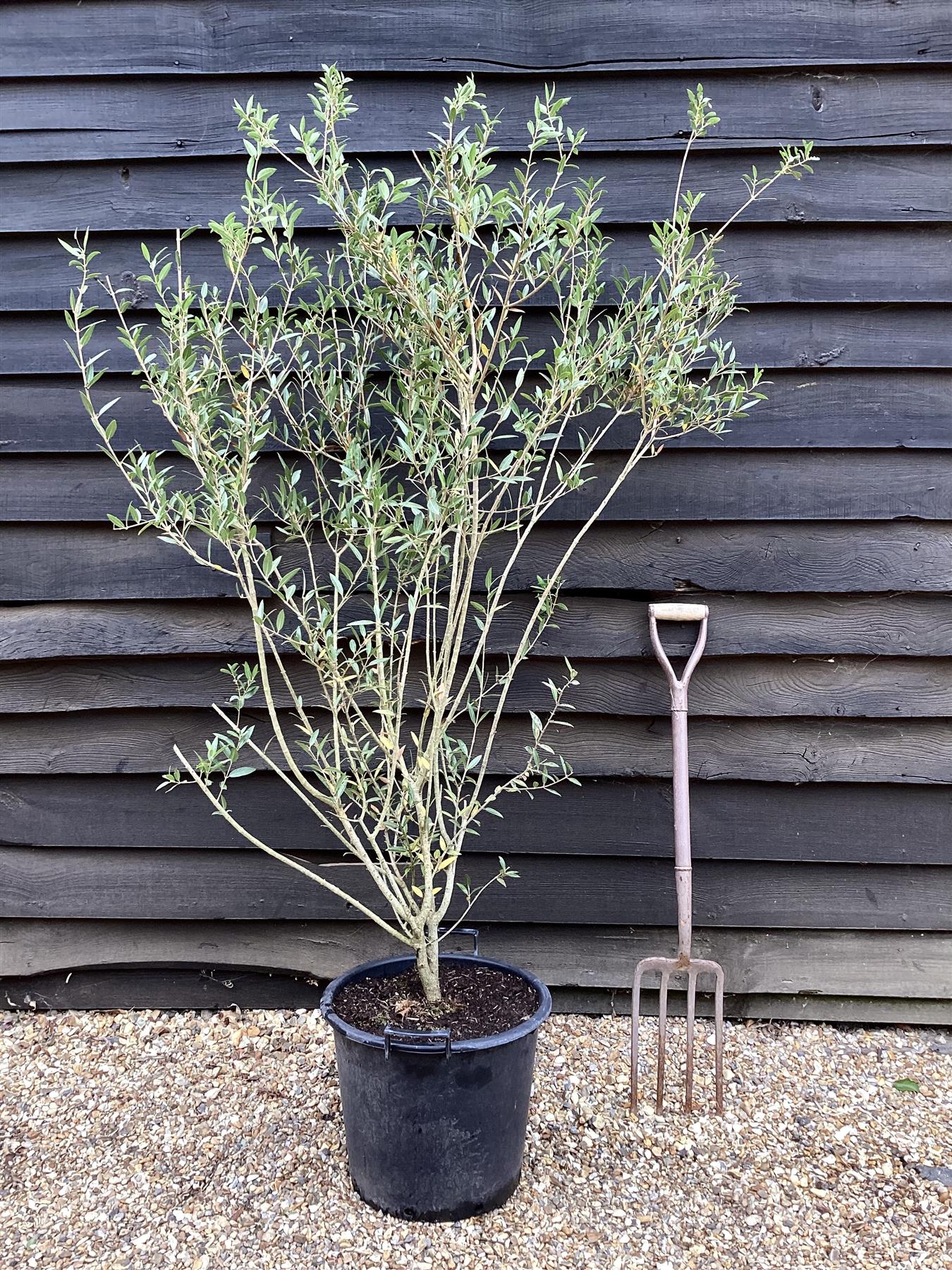 Phillyrea Angustifolia | Narrow-Leaved Mock Privet  - 150cm, 30lt