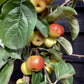 Crab apple | Malus 'Butterball' - Clear Stem - Standard - Girth 12-14cm - 500-550cm - 70lt