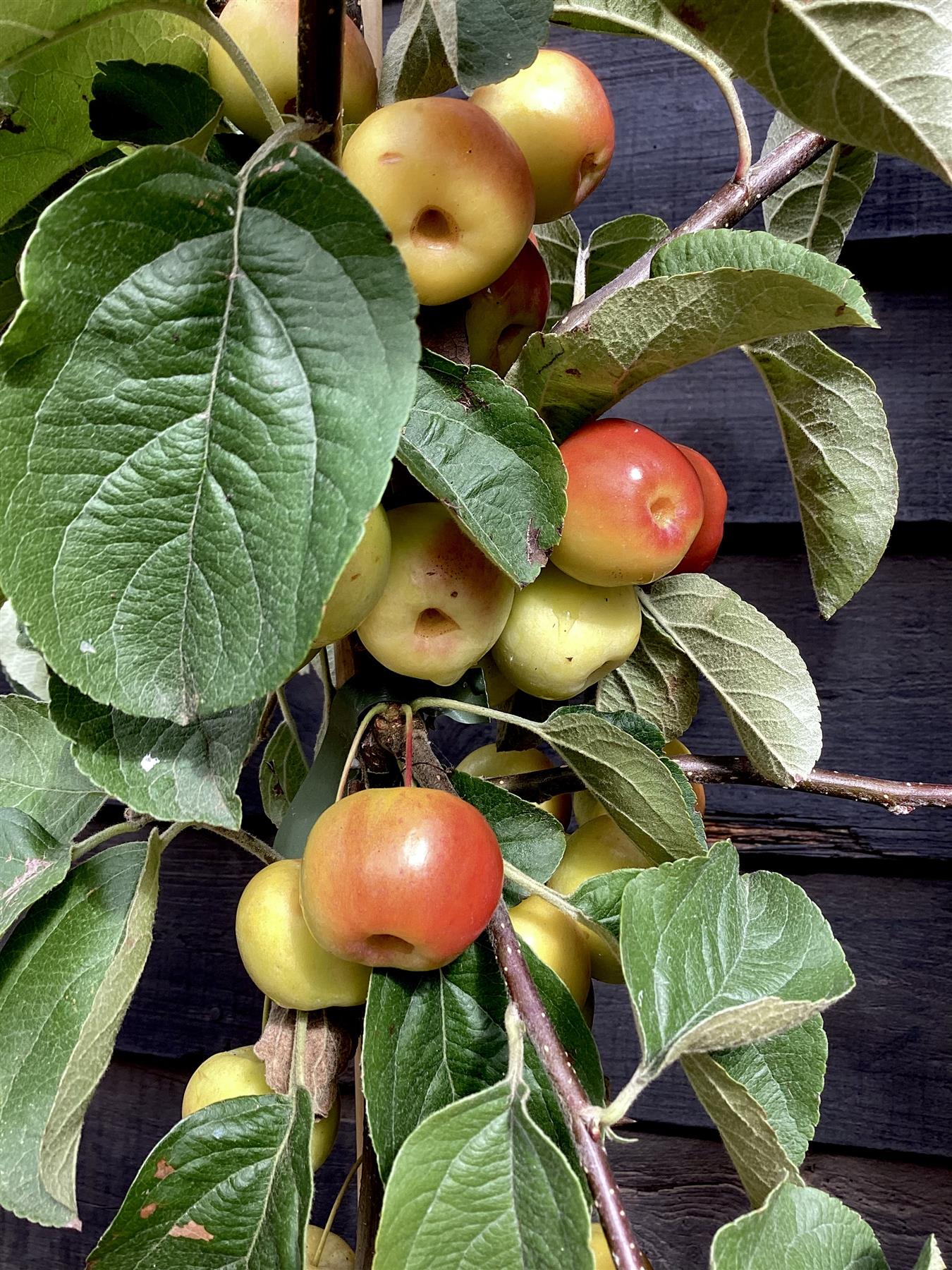 Crab apple | Malus 'Butterball' - Clear Stem - Standard - Girth 12-14cm - 500-550cm - 70lt