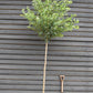 Prunus Pandora | Cherry 'Pandora' - Clear Stem - Standard - Girth 8-10cm - 250-280cm - 70lt