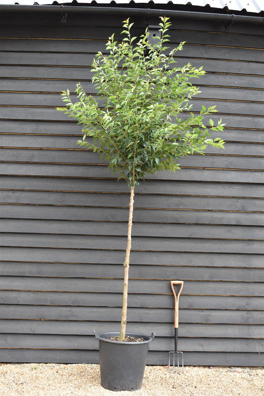 Prunus Pandora | Cherry 'Pandora' - Clear Stem - Standard - Girth 8-10cm - 250-280cm - 70lt