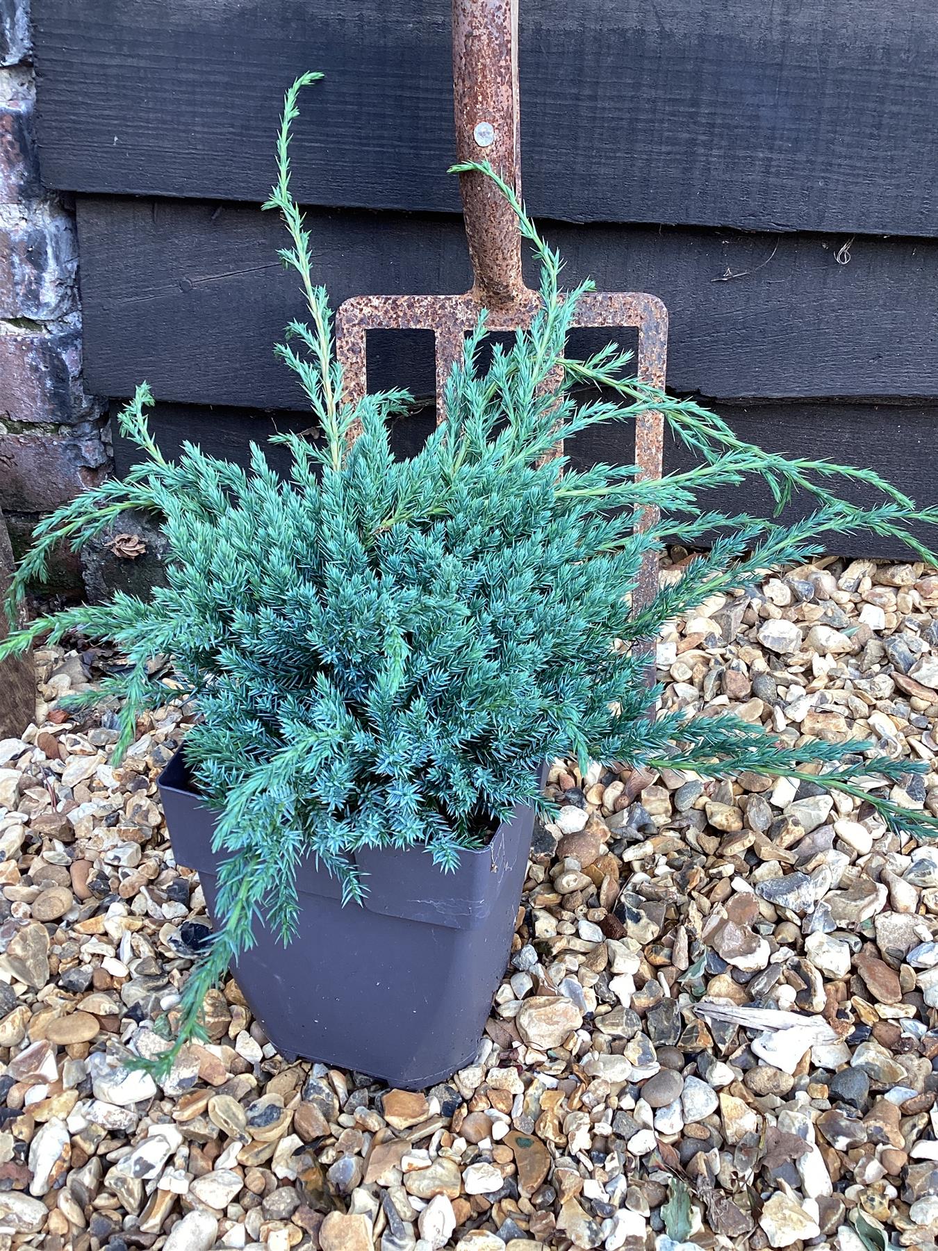 Juniperus squamata 'Blue Carpet' - 40-50cm, 2lt