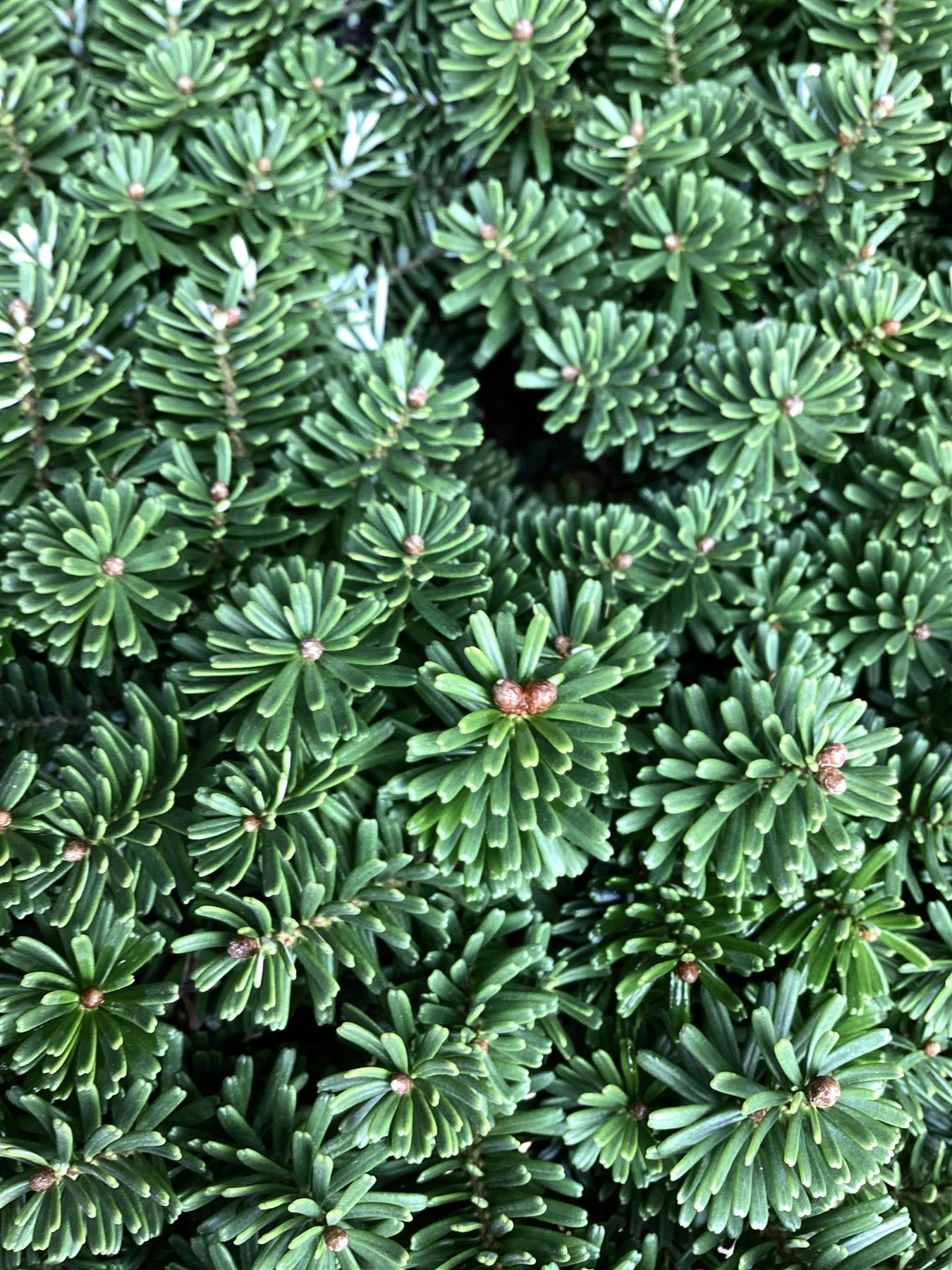 Abies koreana 'Brilliant' | Korean fir 'Brilliant' - Height 50cm - Width 25-30cm - 11lt