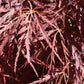 Laceleaf Japanese maple | Acer palmatum Dissectum - Height 50-75cm - 4lt