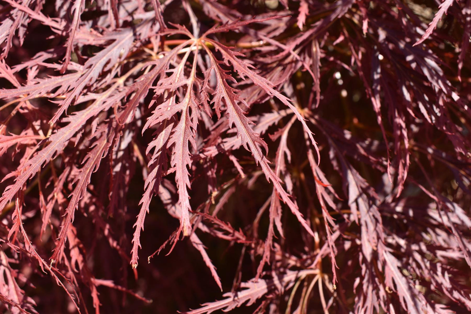 Laceleaf Japanese maple | Acer palmatum Dissectum - Height 50-75cm - 4lt