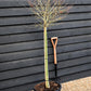 Japanese maple 'Shaina' | Acer palmatum - Clear Stem 90cm - Height 150-180cm - 35lt