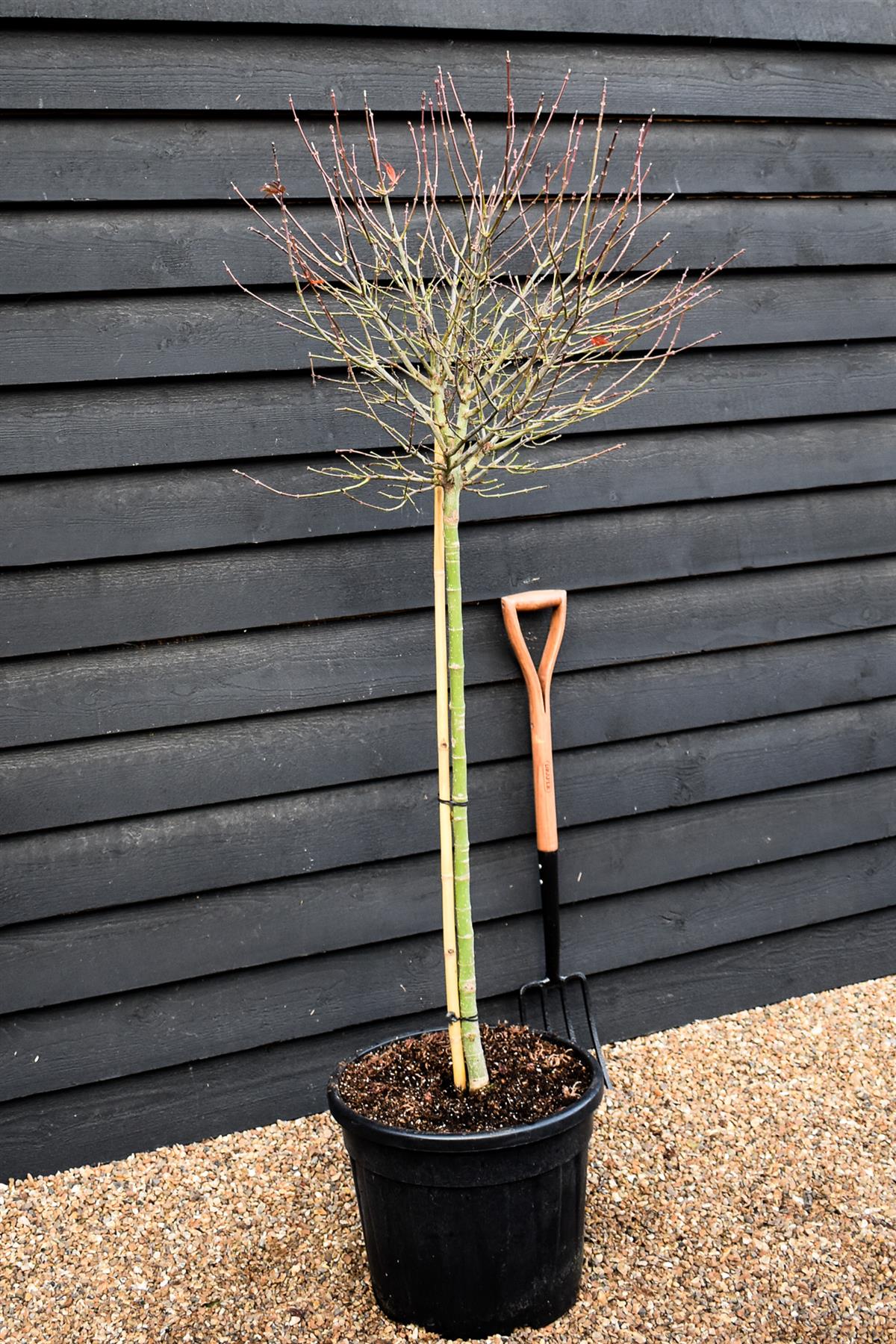 Japanese maple 'Shaina' | Acer palmatum - Clear Stem 90cm - Height 150-180cm - 35lt