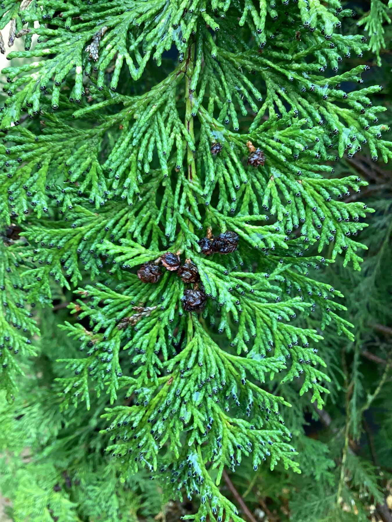 Chamaecyparis lawsoniana 'Stardust' - 300/350cm, 60lt