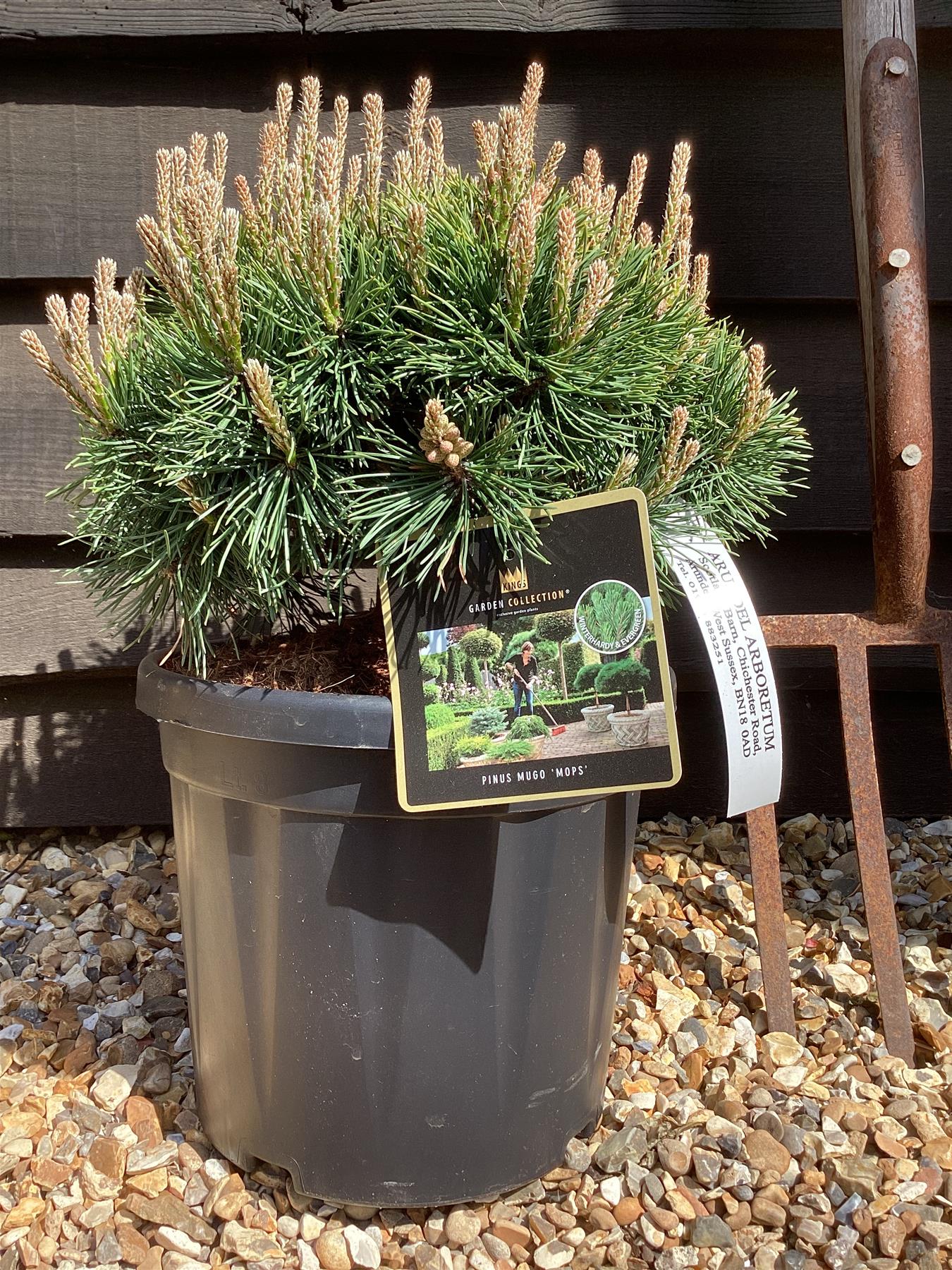 Pinus Mugo 'Mops' - Height 50cm - Width 25-35cm - 8lt