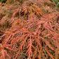 Acer palmatum 'Dissectum Atropurpureum' | Purple Threadleaf Japanese maple - Girth 32cm - 200-220cm - 375lt