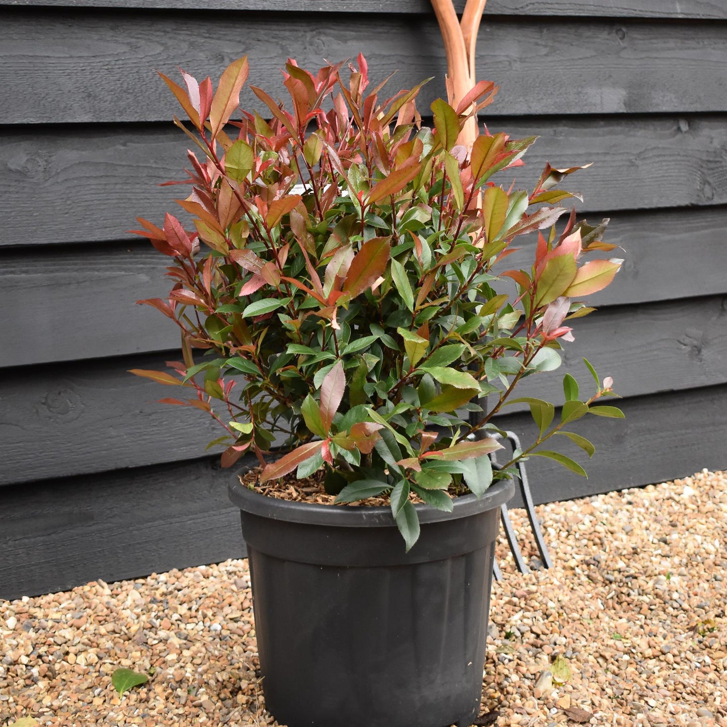 Photinia x fraseri Robusta Compacta - Ball - Height 40cm - 18lt