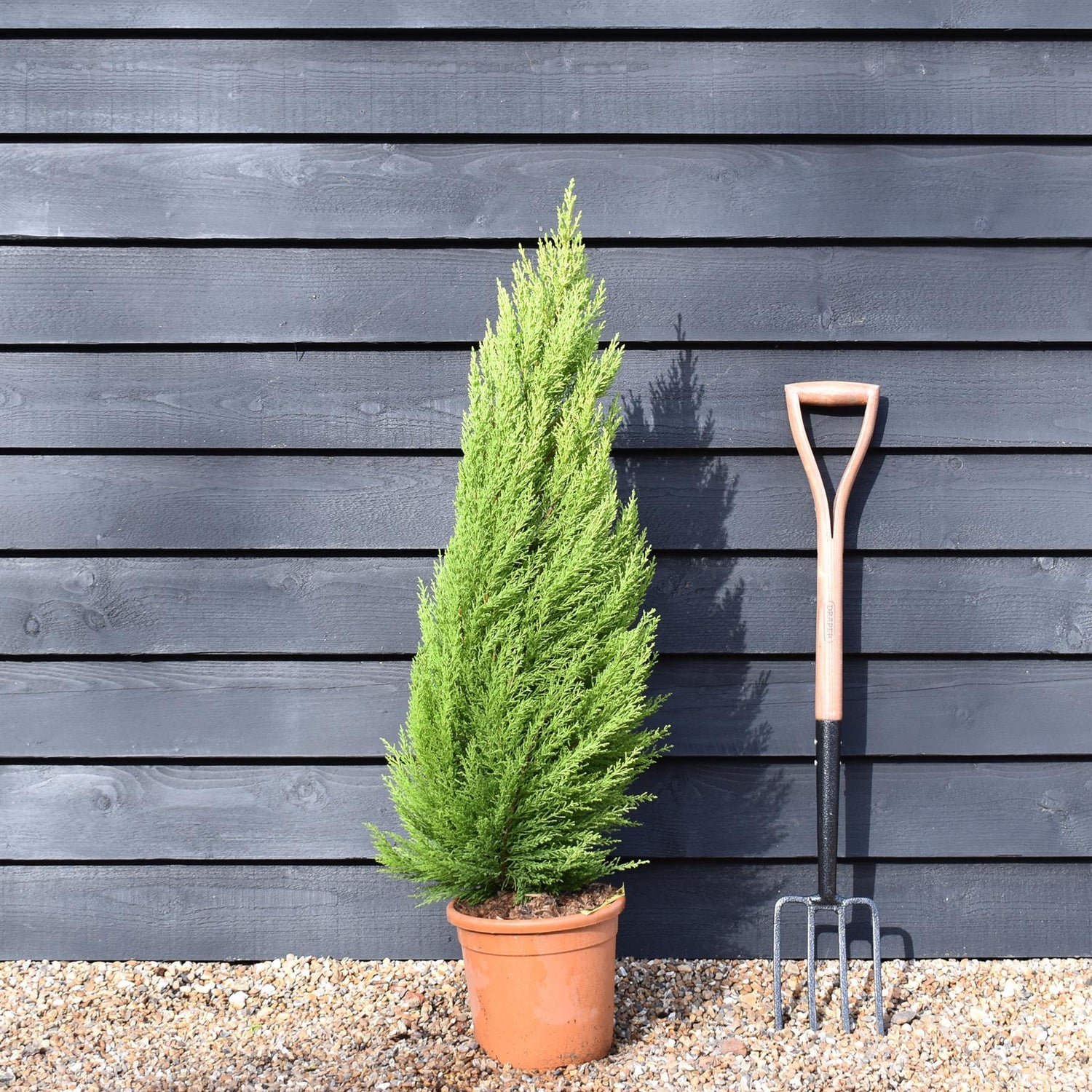 Cupressus macrocarpa 'Goldcrest' - Height 90-110cm - 10lt