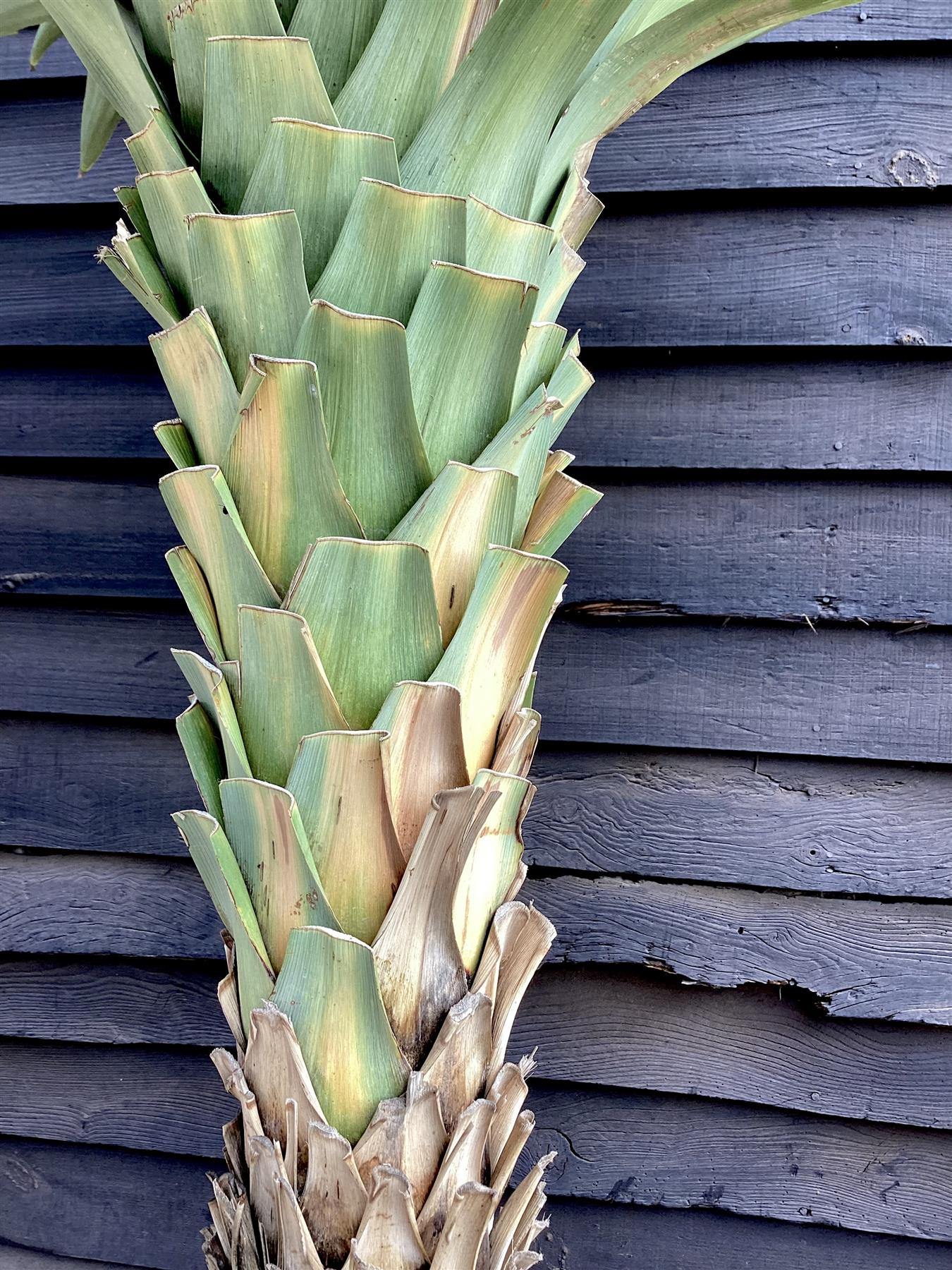 Cordyline australis (cabbage palm) | New Zealand Cabbage Palm Stem 100-110cm - Girth 26-32cm - Height 170-200cm - 110lt