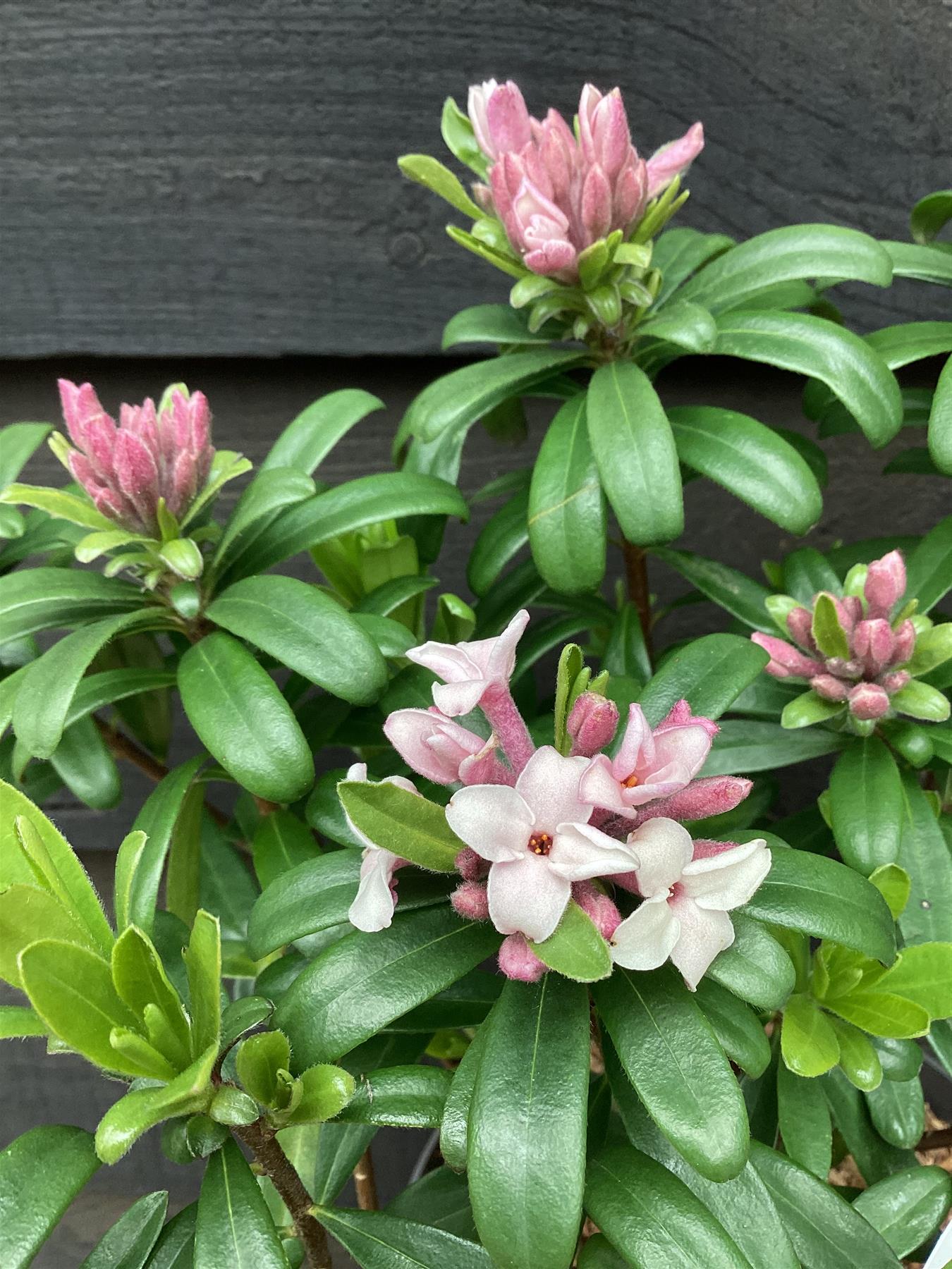 Image of Daphne transatlantica in woodland garden