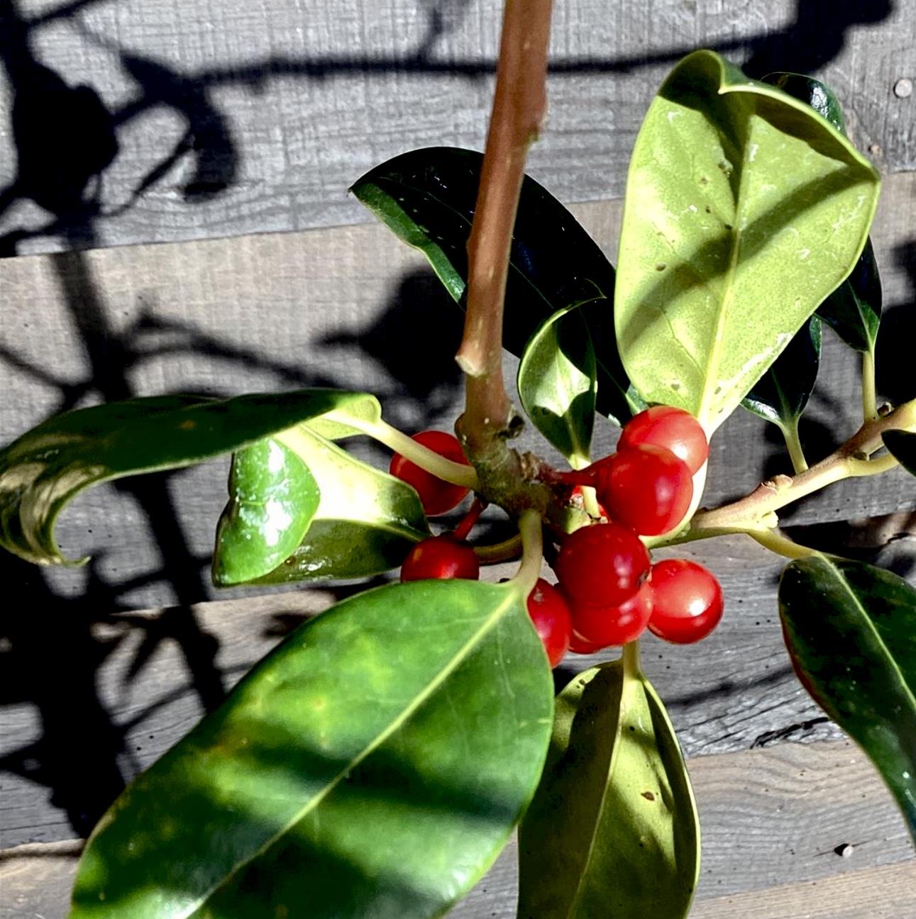 Ilex Aquifolium J.C. Van Tol | Holly 'J.C. van Tol' - 100-120cm, 20lt