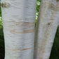 Silver Birch 'Dalecarlica' | Betula pendula - Height 200-220cm - 12lt