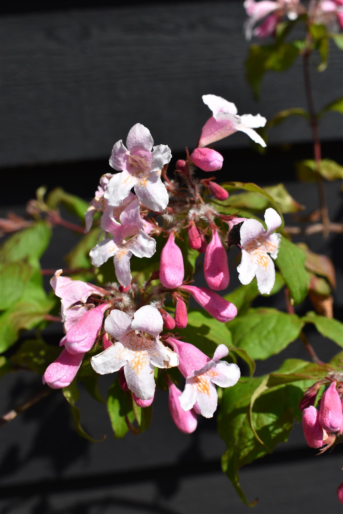 Kolkwitzia amabilis Pink Cloud | Beauty Bush 'Pink Cloud' - 50-70cm, 20lt