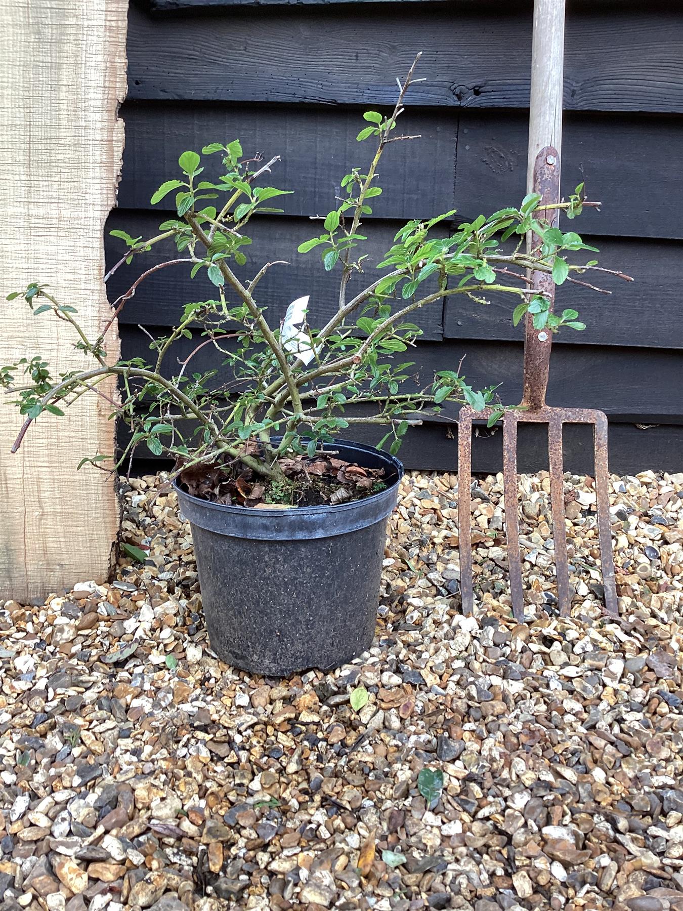 Ceanothus thyrsiflorus var. repens - 50-100cm, 10lt