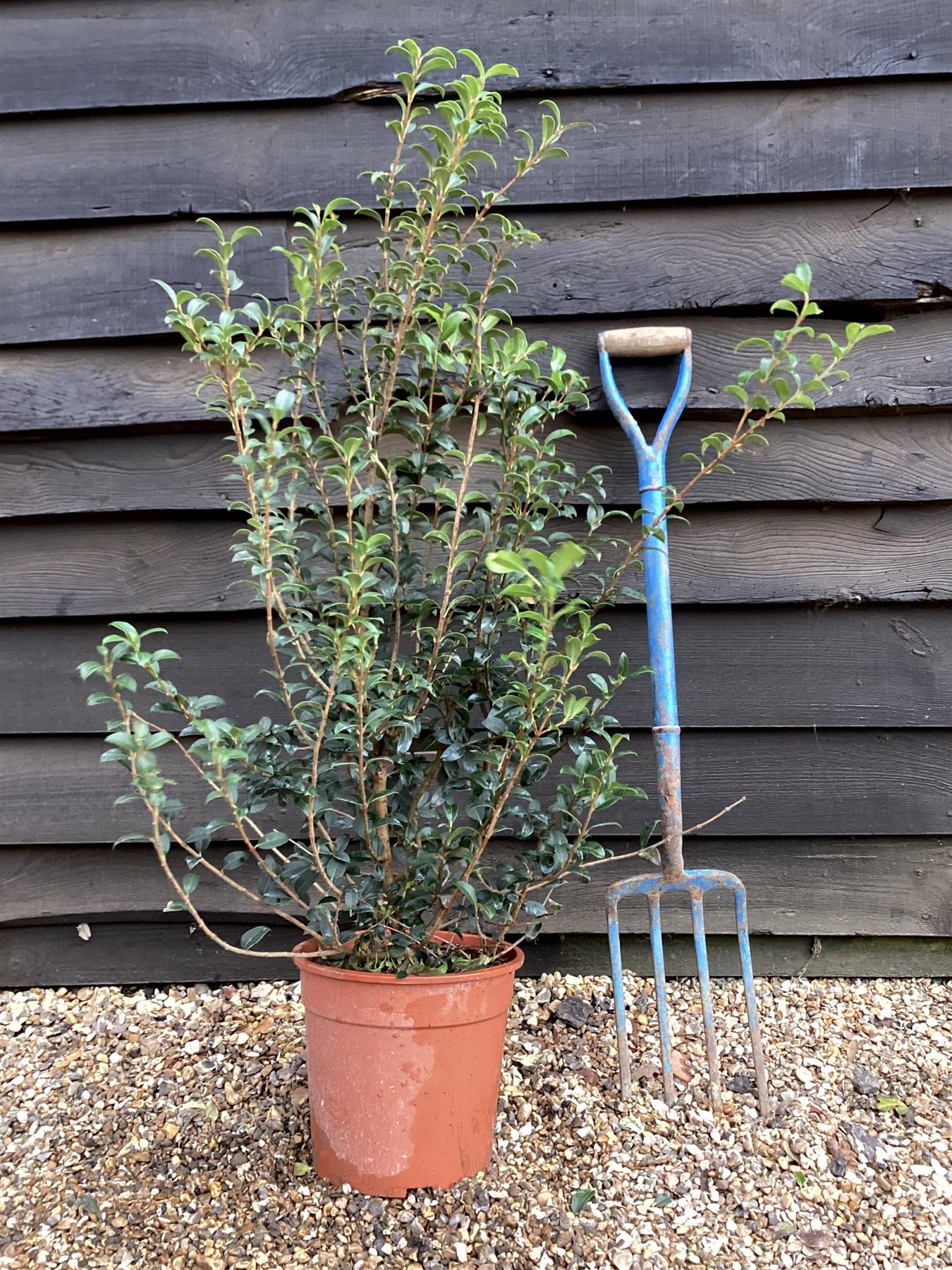 Osmanthus x burkwoodii | Burkwood Osmanthus - 90-110cm, 10lt