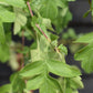 Crataegus Laevigata 'Crimson Cloud' | Hawthorn 'Crimson Cloud' - 250-270cm, 20lt