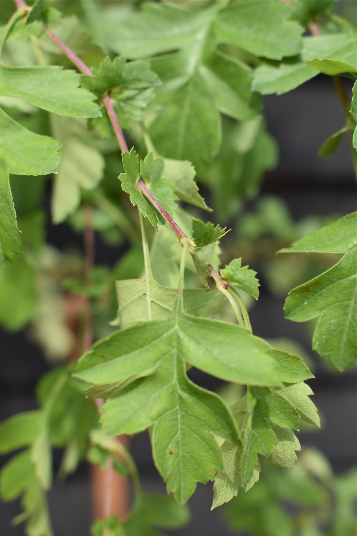 Crataegus Laevigata 'Crimson Cloud' | Hawthorn 'Crimson Cloud' - 250-270cm, 20lt