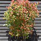 Photinia Red Robin | Christmas berry 'Red Robin' - 175-200cm, 45lt