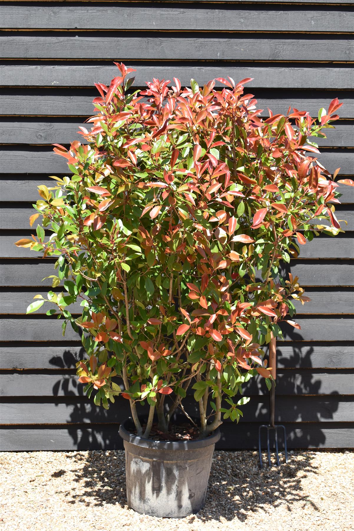 Photinia Red Robin | Christmas berry 'Red Robin' - 175-200cm, 45lt