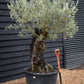 Olive Tree | Olea Europea - Specimen - Straight gnarly - Trunk height 80cm - Height 180cm - Girth 90cm - 160lt