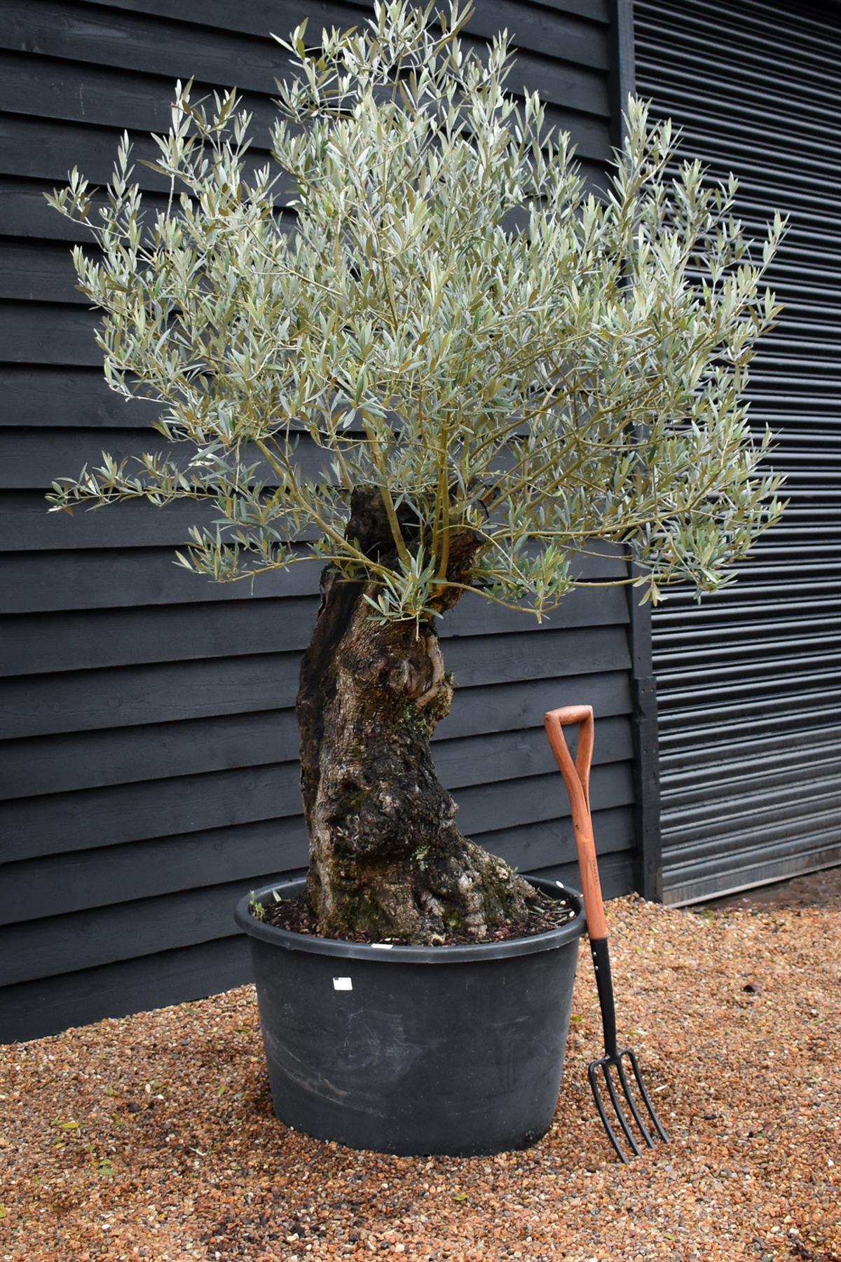 Olive Tree | Olea Europea - Specimen - Straight gnarly - Trunk height 80cm - Height 180cm - Girth 90cm - 160lt