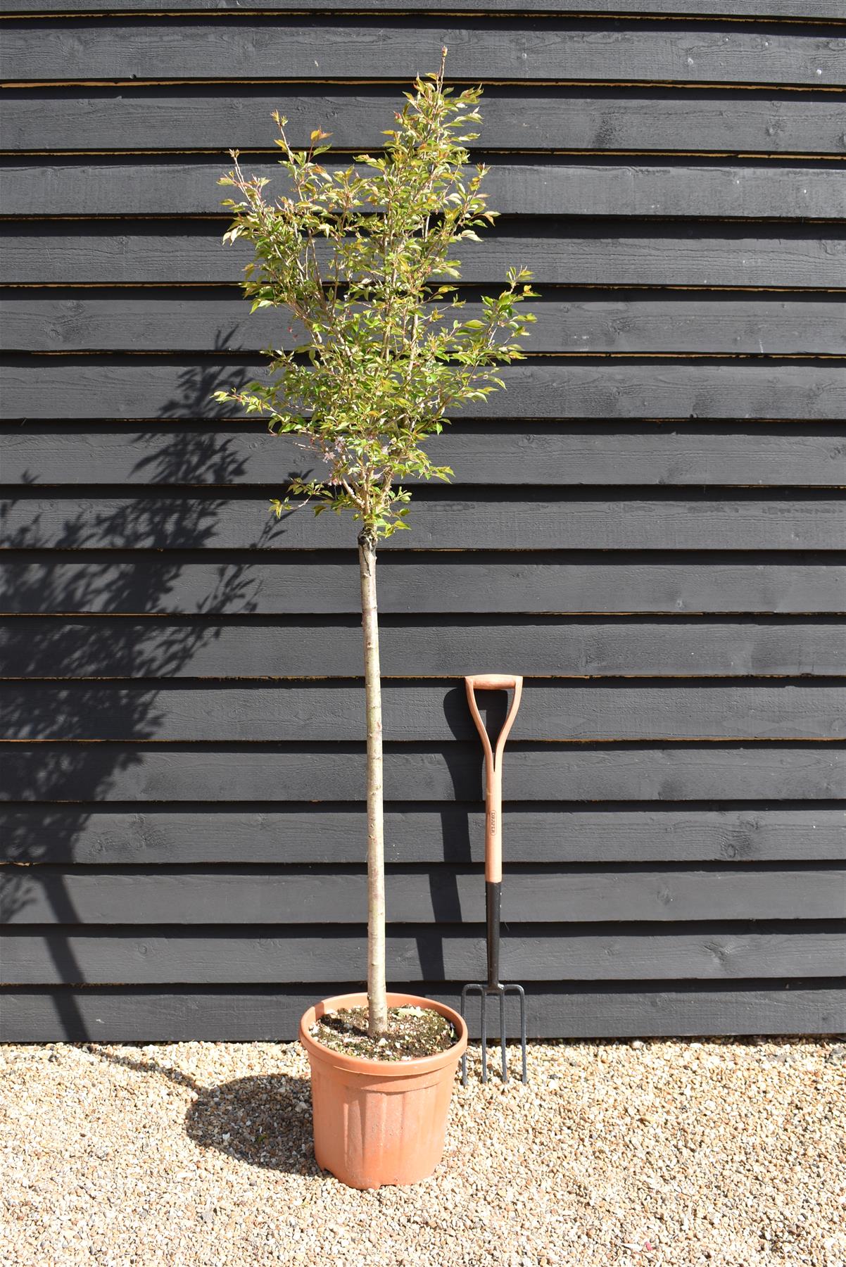 Prunus subhirtella Autumnalis Rosea| Winter-Flowering Cherry 'Autumnalis Rosea' - Half Standard - 180-210cm - 25lt