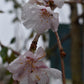 Prunus Marie Mallet |  Weeping Cherry 'Marie Mallet' - 150-200cm - 10lt