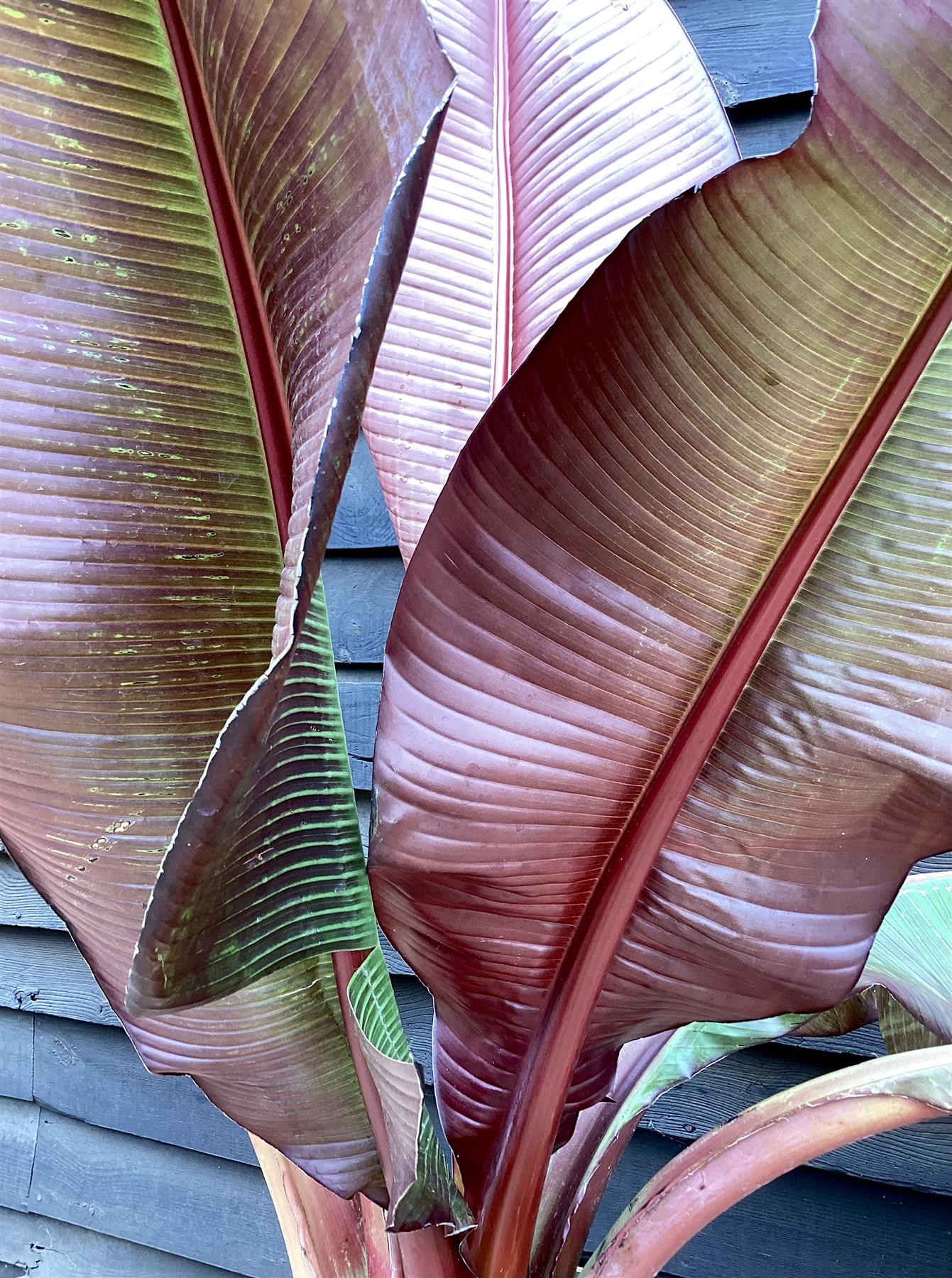 Ensete ventricosum 'Maurelii' | Red Abyssinian banana 100-120cmPalm  - 25lt