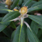 Rhododendron 'Hachmann's Porzellan' - Shrub - Height 30-40cm - 10lt