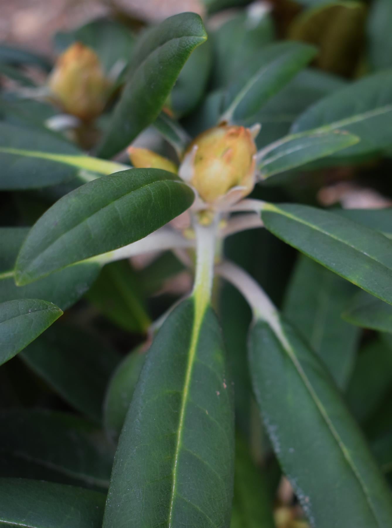 Rhododendron 'Hachmann's Porzellan' - Shrub - Height 30-40cm - 10lt